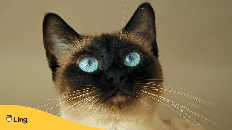 Siam Katze. Entdecke die 5 häufigsten Tierarten in Thailand mit der Ling-App.