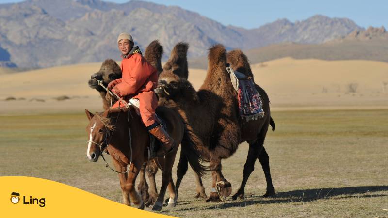 Ein Mann reitet auf einem braunen Pferd mit zwei Kamelen in der mongolische Wüste. Ist Mongolisch schwer zu lernen? Erfahre 3 verrückte Wahrheiten mit der Ling-App.
