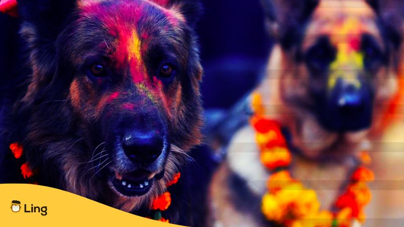 Zum zweiten Tag des Tihar Festes werden Hunde mit Girlanden geschmückt. Lerne mit Ling die nepalesischen Feiertage.