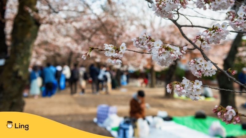 picnic in Japan In Spring
