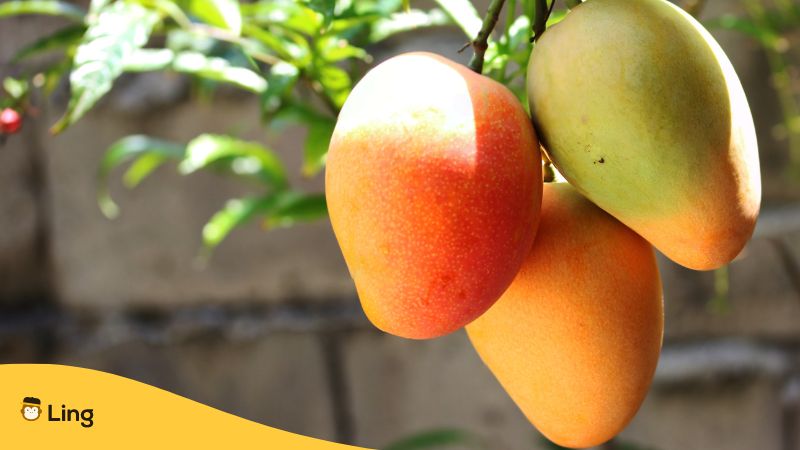 3 Mangos am Baum im Sonnenlicht reifend. Lerne über 23 Früchte auf Tagalog mit Ling!