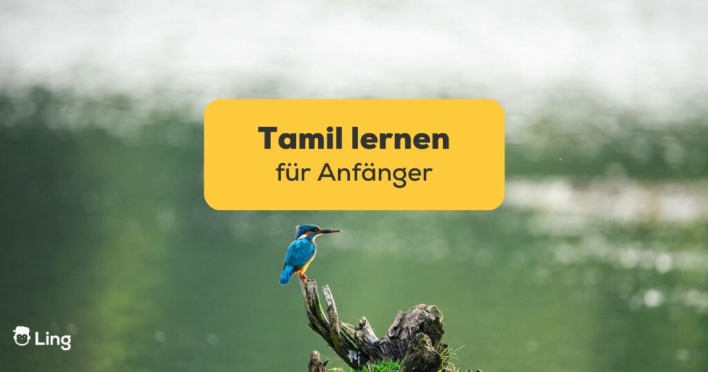 Eisvogel, Rajakamangalam, Tamil Nadu. Erfahre die 7 besten Tipps & Tricks zum Tamil Lernen für Anfänger mit der Ling-App!