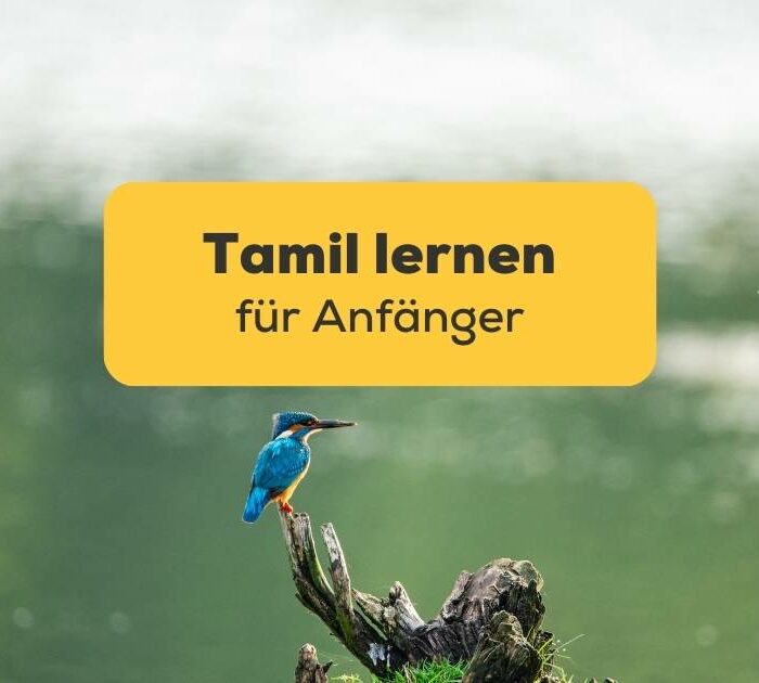 Eisvogel, Rajakamangalam, Tamil Nadu. Erfahre die 7 besten Tipps & Tricks zum Tamil Lernen für Anfänger mit der Ling-App!