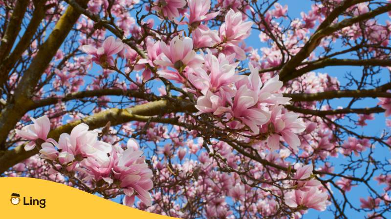 Magnolien Blüten eines Magnolien Baum. Lerne diese einfache Liste von 15 Thai Blumen in der thailändischen Kultur mit Ling!