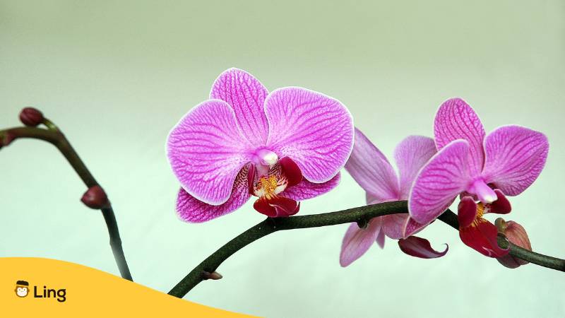 Thai Orchidee. Lerne dies einfache Liste von 15 Thai Blumen in der thailändischen Kultur mit Ling!