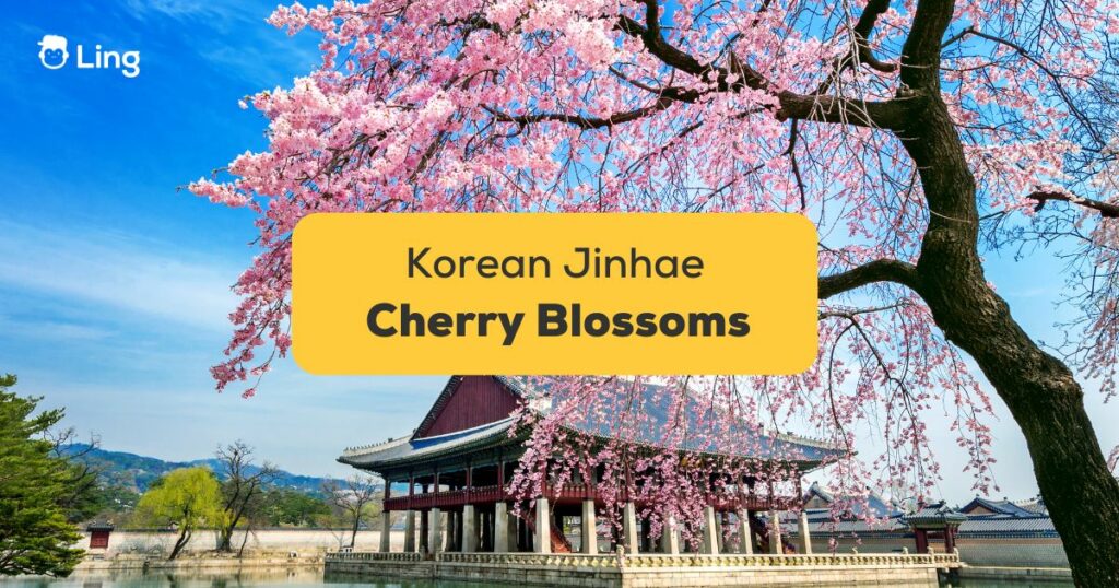 Jinhae Cherry Blossom Festival Guide