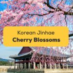 Jinhae Cherry Blossom Festival Guide