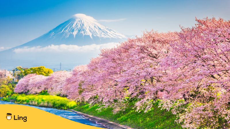 Mount Fuji During Spring Equinox In Japan