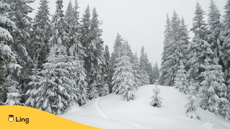 Trees covered in snow - Slovenian Weather Vocabuary Ling app