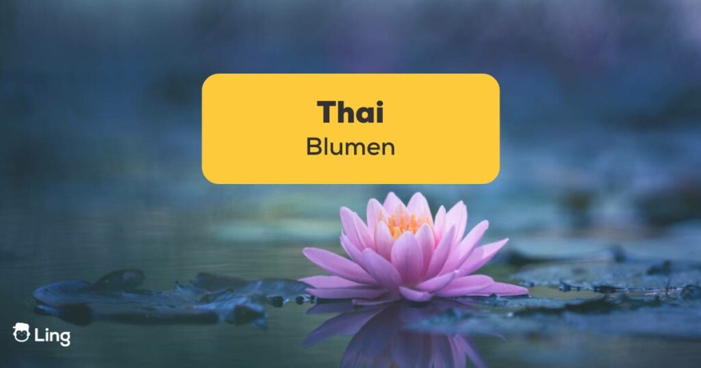 Wunderschöne Lotus Blume. Lerne dies einfache Liste von 15 Thai Blumen in der thailändischen Kultur mit Ling!