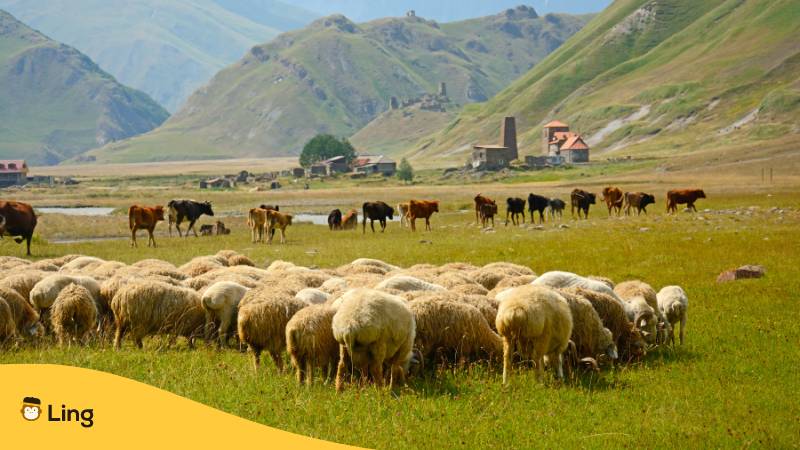 Georgische Schafherde. Entdecke 15+ interessante Fakten und Vokabeln zu Tiere auf Georgisch!
