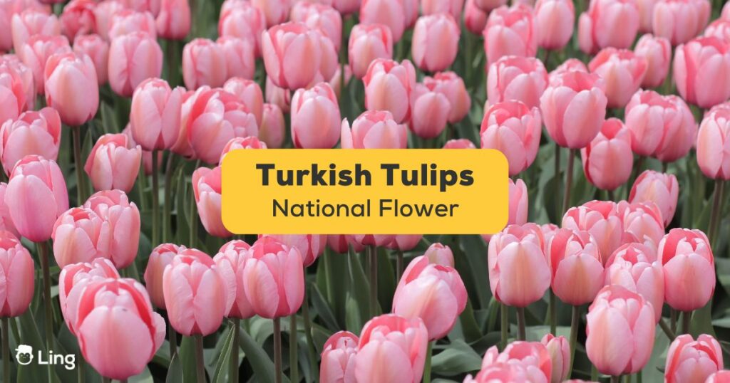 Turkish Tulips-Ling