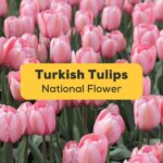 Turkish Tulips-Ling