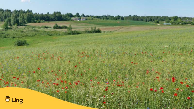 Eine typische litauische Sommerwiesenlandschaft mit Mohn- und Kornblumen. Lerne 20+ nützliche litauische Vokabeln für Wetter auf Litauisch!
