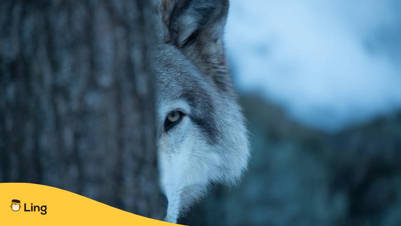 Ein Wolf schaut hinter einem Baumstamm hervor. Entdecke 15+ interessante Fakten und Vokabeln zu Tiere auf Georgisch!