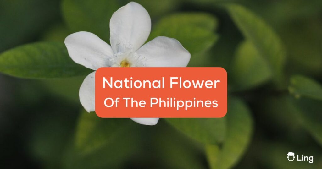 A photo of Sampaguita, the national flower of the Philippines.
