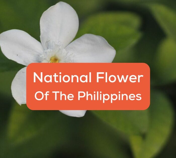 A photo of Sampaguita, the national flower of the Philippines.
