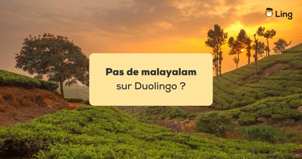 Pas de malayalam sur Duolingo Plantation de thé a Munnar dans le Kerala en Inde