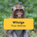 Affe der aussieht, als ob er lache. Entdecke über 8 witzige Thai Wörter und ihre Bedeutung mit der Ling-App!