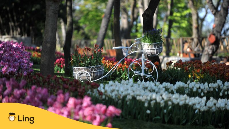 Göztepe Park-Istanbul Tulip Festival-Ling