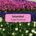 istanbul tulip festival-Ling App with vocabulary