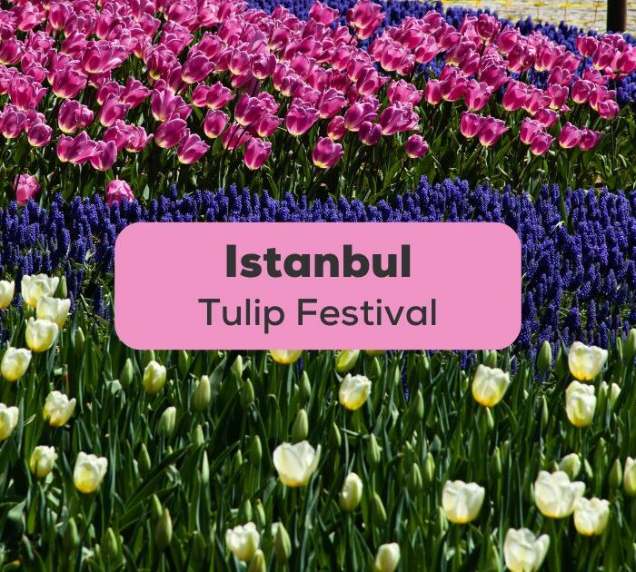 istanbul tulip festival-Ling App with vocabulary
