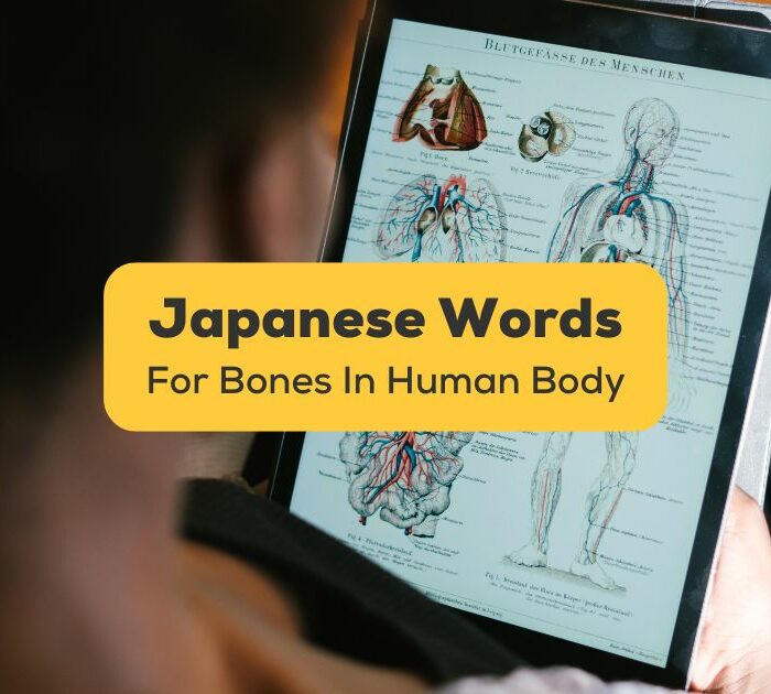 Bones Of The Human Body In Japanese-Ling