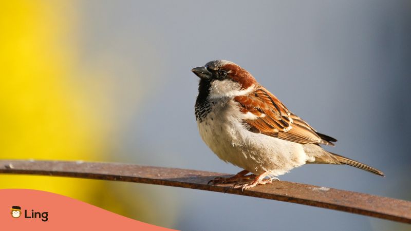 sparrow on branch