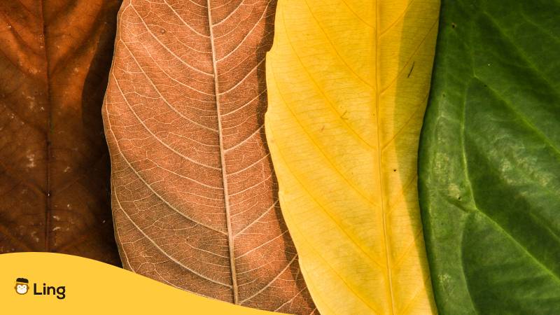 Farbenfrohe Blätter jeder Jahreszeit. Lerne 80 nützliche Wörter über Tage und Monate auf Khmer.
