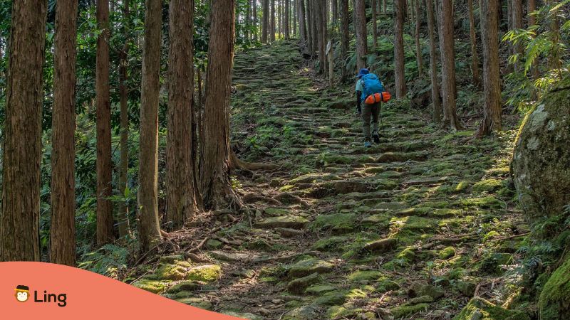 Person hiking through a forest at Kumano Kodo Pilgrimage Trails 