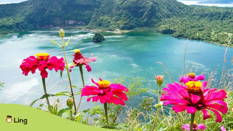 Flowers with Taal Lake behind them in the Philippines