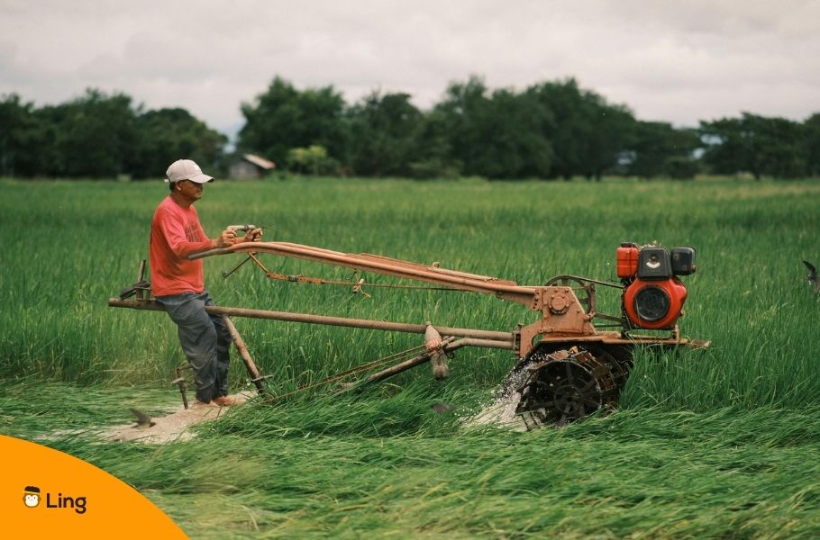 Filipino Farmer Operating Machine In Rice Field