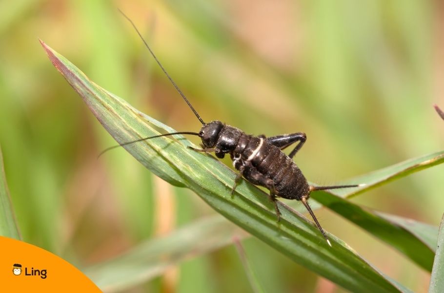 Cricket On A Leaf