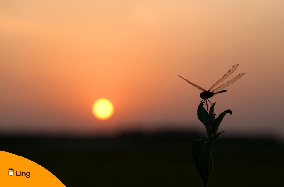 Silhouette Of A Dragonfly Over A Flower At Sunset