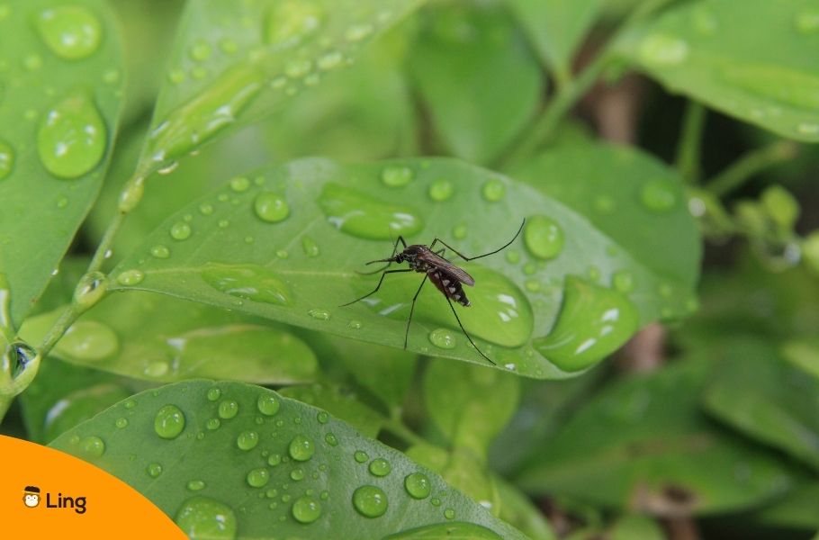 Mosquito On A Leaf With Water Droplets