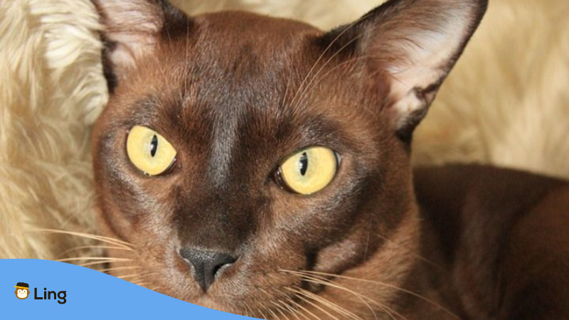 Suphalak Katze