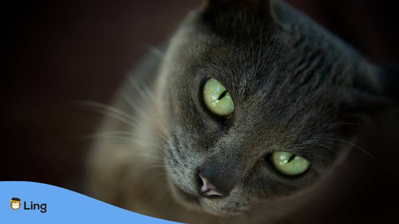 Korat Katze