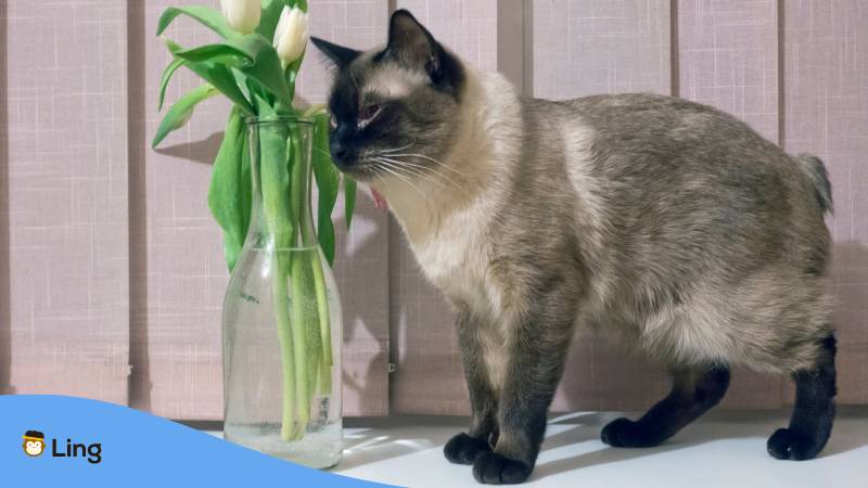 Mekong Bobtail Katze