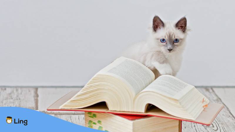 Burmesische Katzen-Kitten