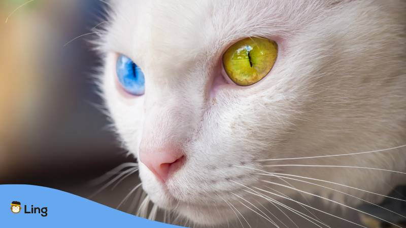 Khao Manee Katze Mit Unterschiedlichen Augenfarben