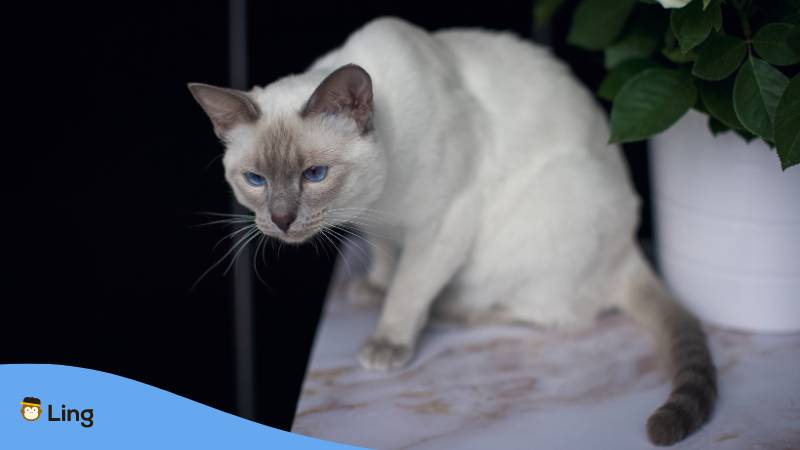Thai Lilac Katze