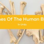 #1 Guide To The Bones Of The Human Body In Urdu