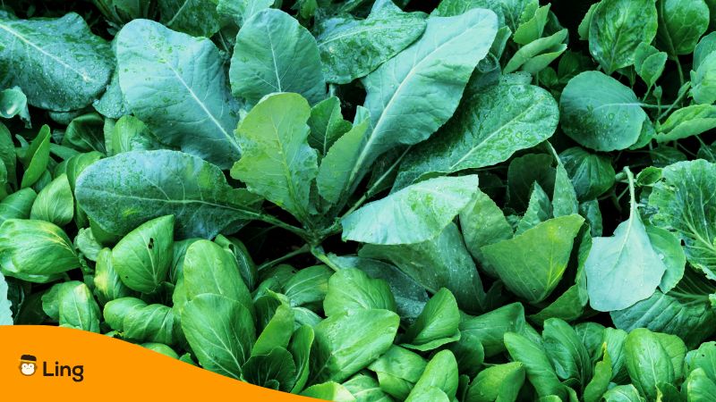 green leafy vegetables in Telugu