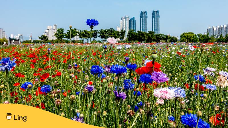 Blumenwiese Vor Ulsan