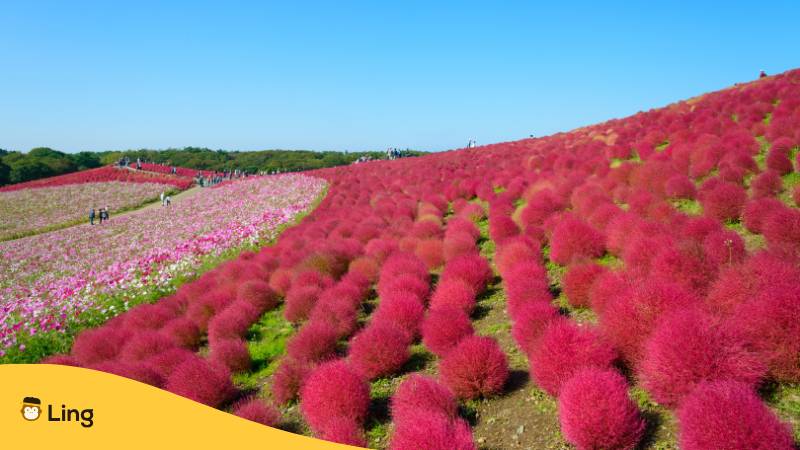Hitachi Seaside Park