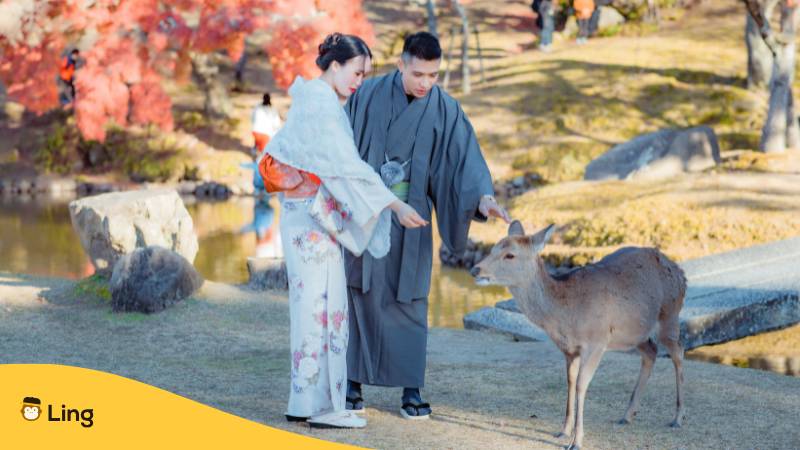 Japaner Futtern Reh In Nara Park