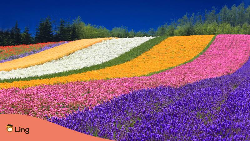 Blumenfelder In Furano