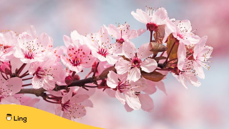 Japanische Kirschblüte