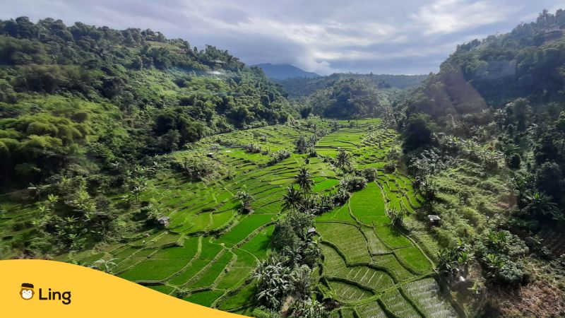 A Photo Of The Rice Fields In West Java