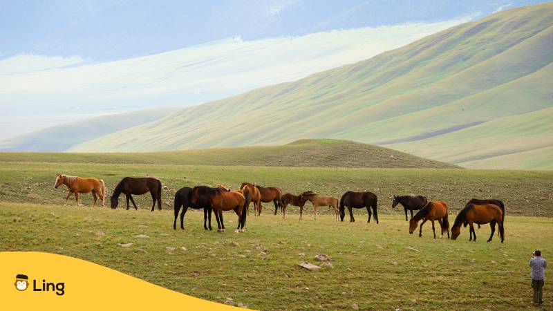 Pferdeherde In Kasachstan
